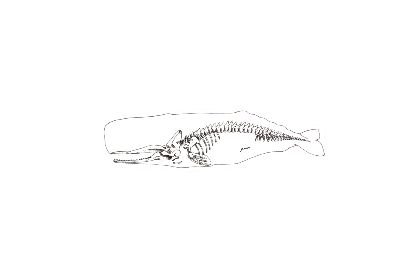 X-Ray Sperm Whale Sticker