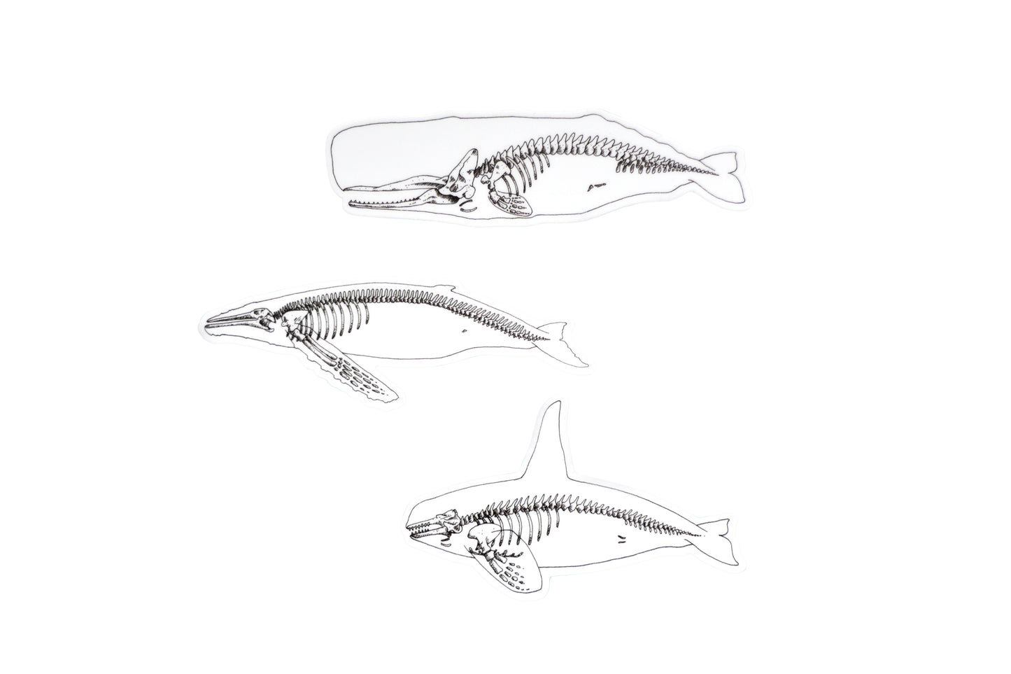 Whale Stickers - Set of Three X-Ray