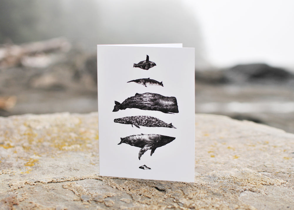 Greeting card, Ink drawings  of six whale species found on the west coast of North America.