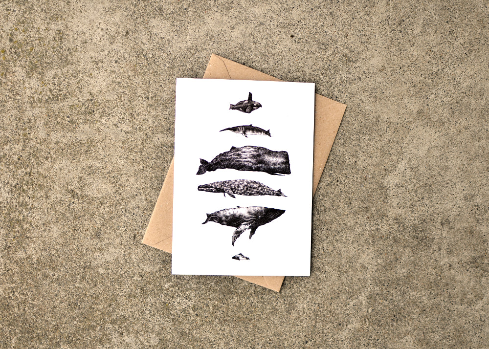 Ink drawings of six whale species found on the west coast of North America.