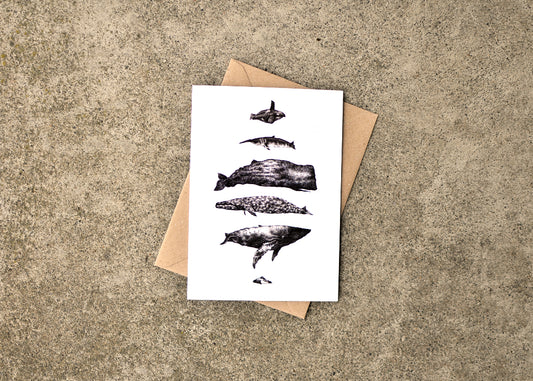 Ink drawings of six whale species found on the west coast of North America.