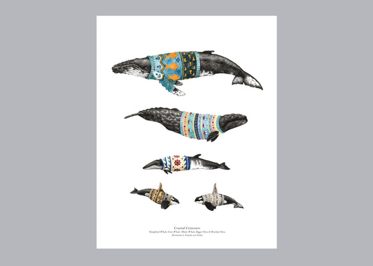 Coastal Cetaceans Poster Print